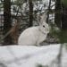 The snowshoe hare is an emblematic species of the north country, adapted to and dependent on a snowy climate. A recent study by UW-Madison researchers shows the southern boundary of the snowshoe hare’s range shifting north as climate warms. 
