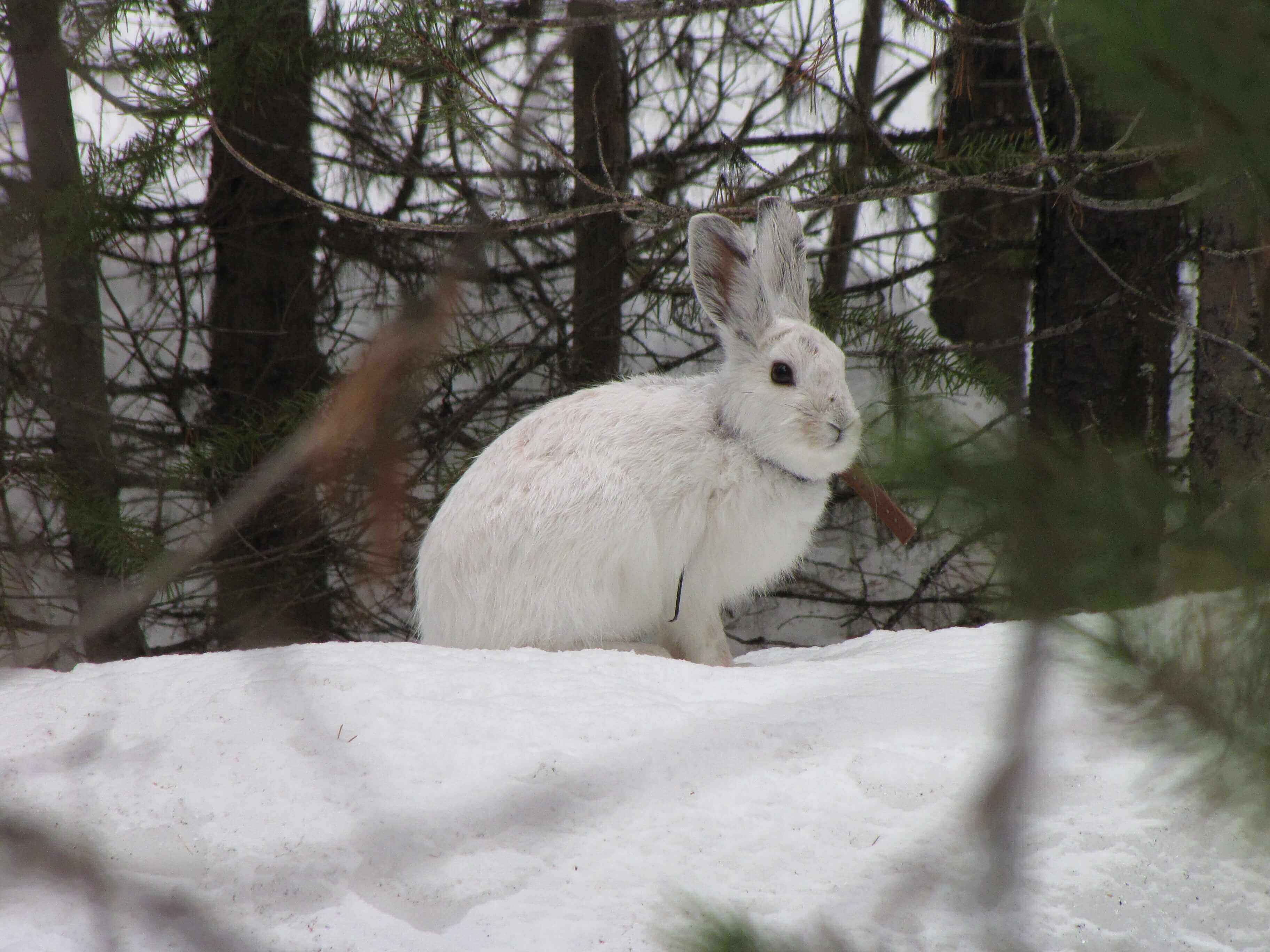 No snow, no hares: Climate change pushes emblematic species north
