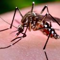 Photo: Aedes aegypti mosquito