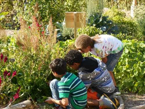 Cultivate Health initiative helps the school garden movement grow