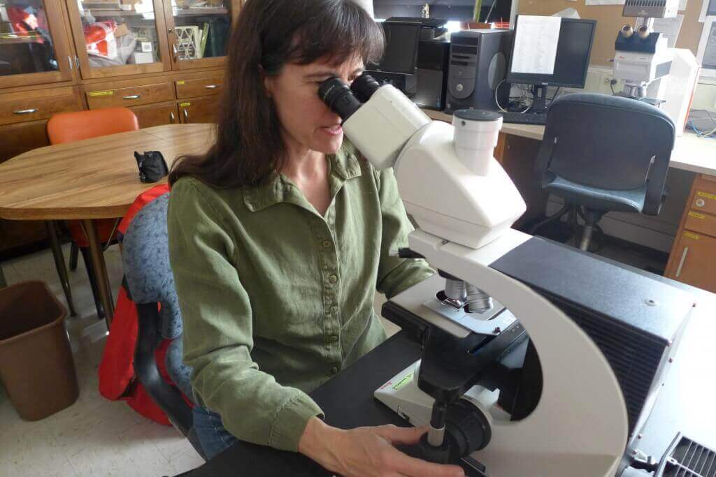Sara Hotchkiss, associate professor of botany, analyzes clues to vanished ecosystems contained in pollen. She occasionally offers an expert interpretation of pollen evidence in criminal cases.