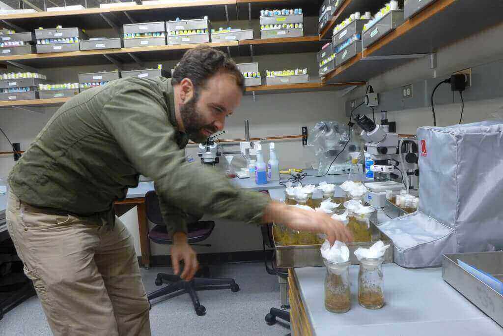 Recent evolutionary change allows a fruit fly to dine on a toxic fruit