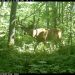 Photo: Buck in the woods