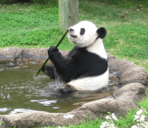 Photo: Panda eating stalk