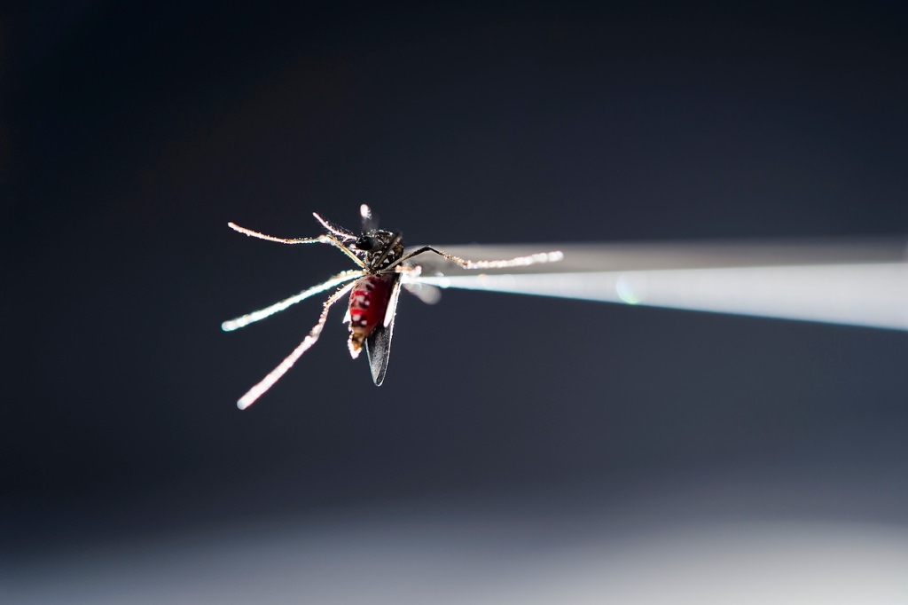 Photo: Closeup of Aedes aegypti mosquito