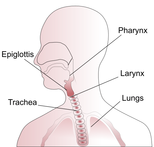 2000px-Throat_anatomy_diagram.svg