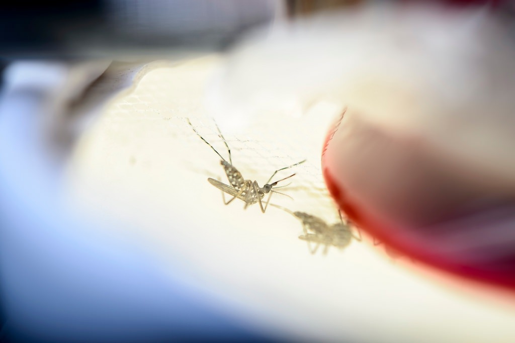 Photo: Mosquitoes feeding on blood membrane