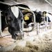 Holstein dairy cows feed at the Dairy Cattle Center at the University of Wisconsin-Madison on May 7, 2014.