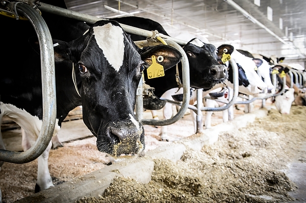 Holstein dairy cows feed at the Dairy Cattle Center at the University of Wisconsin–Madison on May 7, 2014.