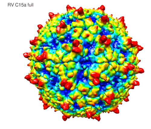 Illustration: Rhinovirus C