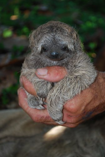 A baby three-toed sloth, part of ongoing studies of the animals at a site in northeastern Costa Rica. Researchers from the University of Wisconsin–Madison have published a new report on sloth energetics, helping explain why sloths live a slow-motion lifestyle. 