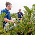 Adam Nemitz (center) and Christian Krueger discuss the aronia crop during a field visit to the JR Nemitz Cranberry Co. near Warrens, Wisconsin, in August. 