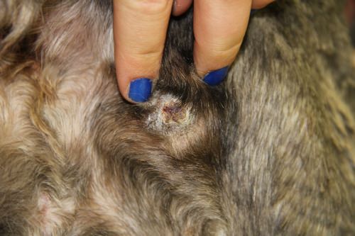 Photo: Dog's wound healing