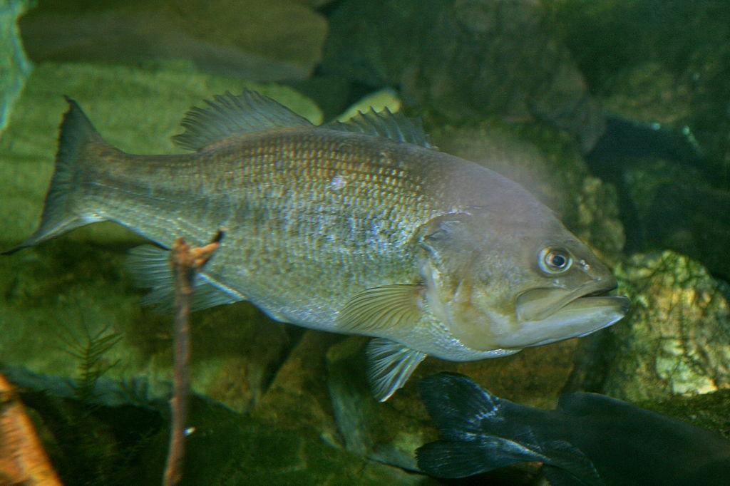 Largemouth Bass - CAT-Center for Aquaculture Technologies