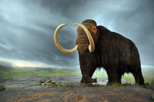 Photo: Woolly mammoth model