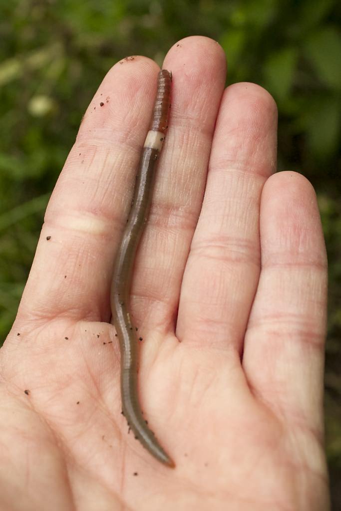 Voracious Asian jumping worms strip forest floor and flood soil with