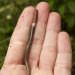 Photo: Asian jumping worm held in hand
