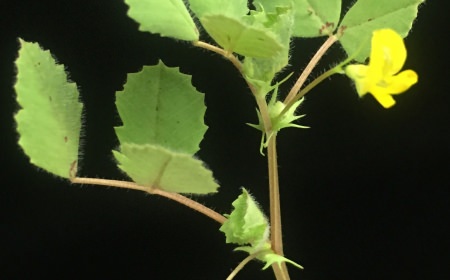 Photo: Flowering Medicago truncatula. The plant and its symbiont bacterium were used by a team of Wisconsin researchers to detail the thousands of plant and bacterial proteins involved in the process of nitrogen fixation.