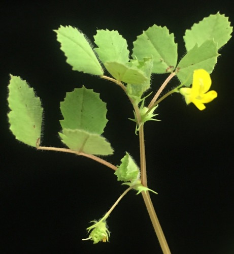 Photo: Flowering Medicago truncatula. The plant and its symbiont bacterium were used by a team of Wisconsin researchers to detail the thousands of plant and bacterial proteins involved in the process of nitrogen fixation.