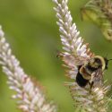 Photo: Rusty-patched bumblebee