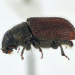 Photo: Douglas fir beetle