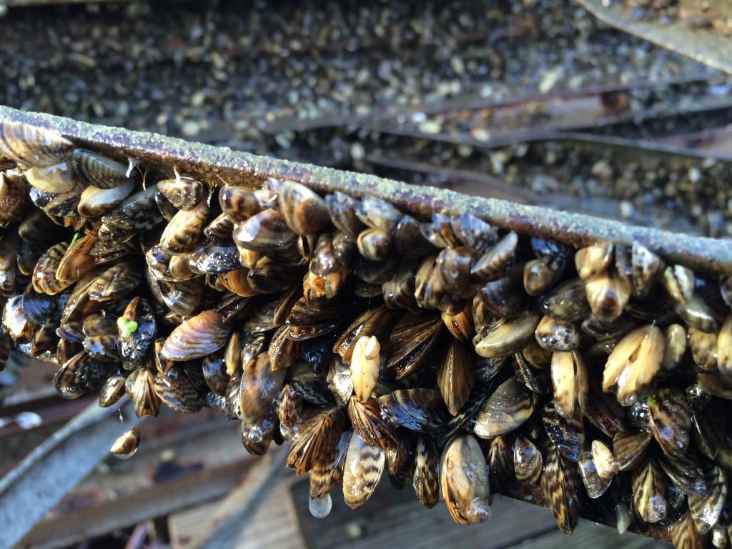 Zebra mussels encrust sections of the UW Hoofers sailing pier pulled out of Lake Mendota in early November. 