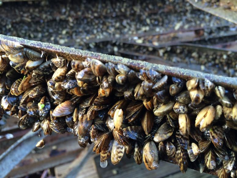 Zebra mussels invade Lake Mendota