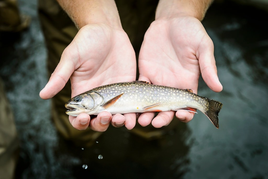Photo: Brook trout