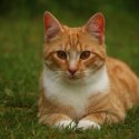Photo: Red tabby cat