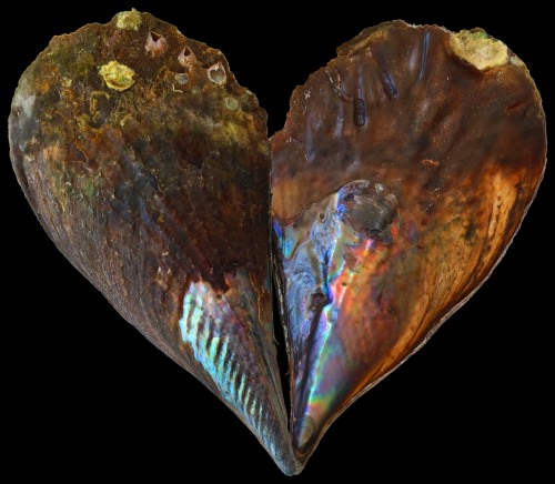 Nacre, also known as mother-of pearl, is the biomineral that lines some seashells. New research shows it keeps a record of ancient ocean temperatures.
