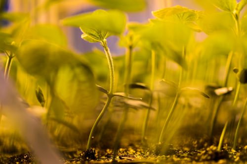 Potted soybean plants grow under greenhouse lights at the Wisconsin Crop Innovation Center.