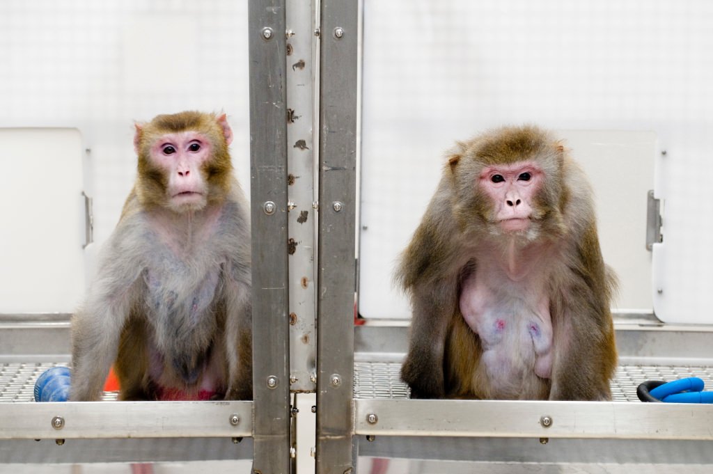 Photo: 2 Rhesus monkeys in cage