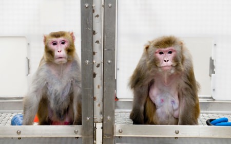 Photo: 2 Rhesus monkeys in cage