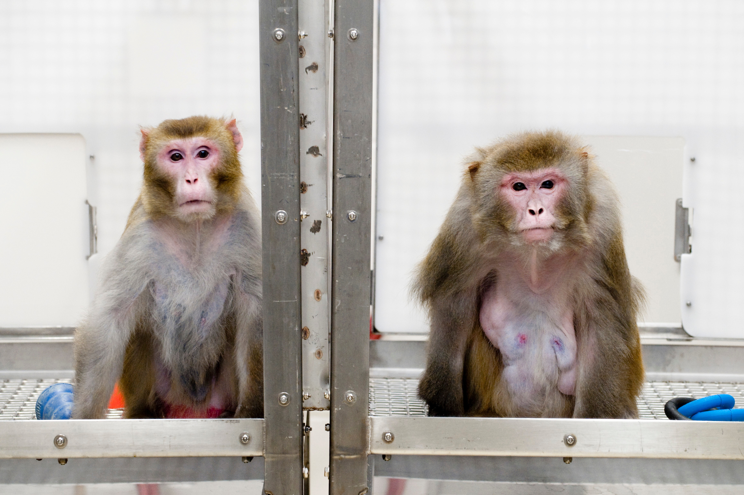 Monkeys that cut calories live longer