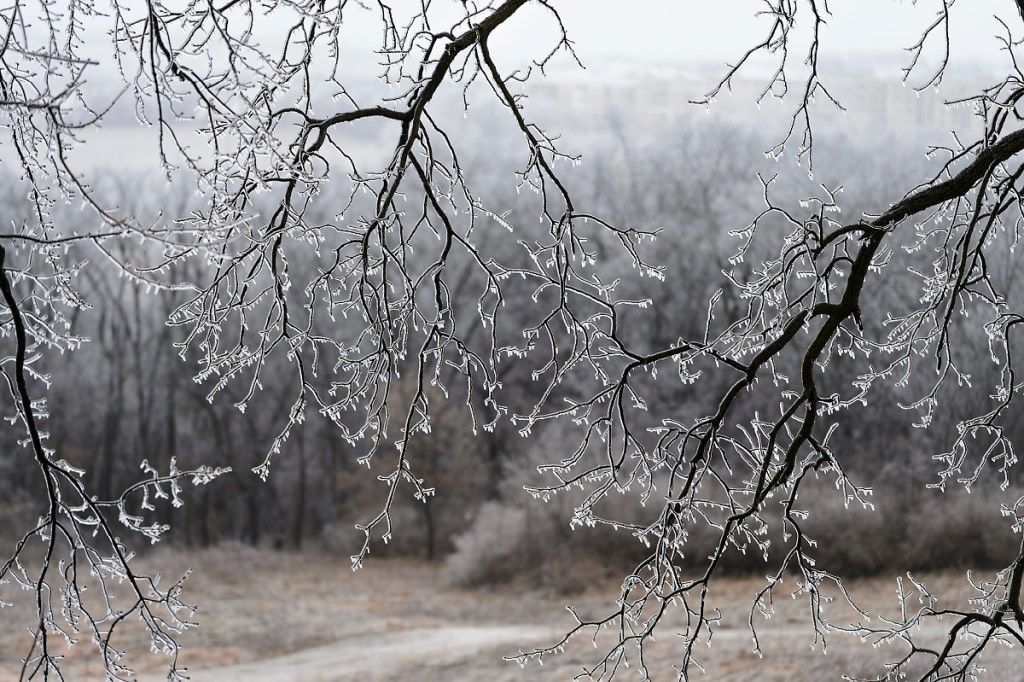 As day falls to dusk during winter on Feb. 22, 2017, a misty-freezing rain falls and a layer of ice coats bare tree branches along a segment of the aptly named Ice Age National Scenic Trail that passes through the University Ridge golf course at the University of Wisconsin-Madison. (Photo by Jeff Miller/UW-Madison)