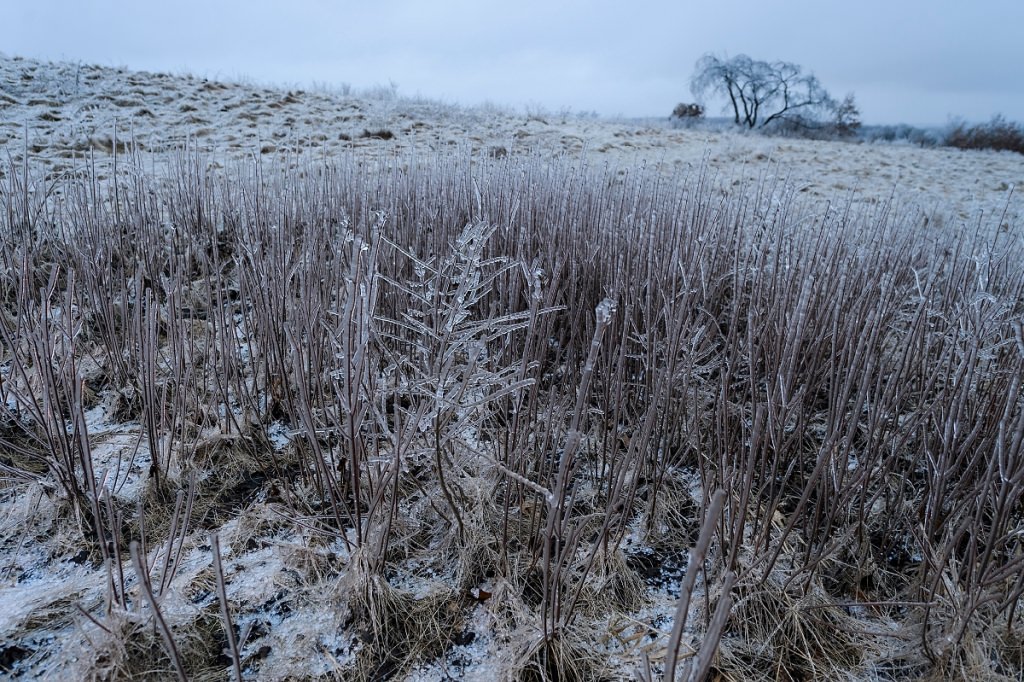 As day falls to dusk during winter on Feb. 22, 2017, a misty-freezing rain falls and a layer of ice coats prairie plants and bare tree branches along a segment of the aptly named Ice Age National Scenic Trail that passes through the University Ridge golf course at the University of Wisconsin-Madison. (Photo by Jeff Miller/UW-Madison)