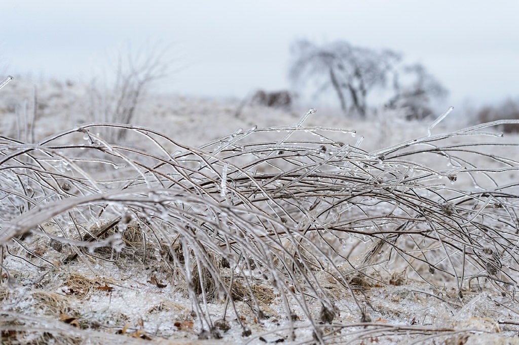 As day falls to dusk during winter on Feb. 22, 2017, a misty-freezing rain falls and a layer of ice coats prairie plants along a segment of the aptly named Ice Age National Scenic Trail that passes through the University Ridge golf course at the University of Wisconsin-Madison. (Photo by Jeff Miller/UW-Madison)