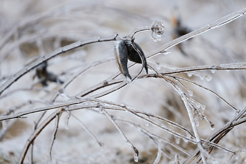 As day falls to dusk during winter on Feb. 22, 2017, a misty-freezing rain falls and a layer of ice coats milkweed pods and other prairie plants along a segment of the aptly named Ice Age National Scenic Trail that passes through the University Ridge golf course at the University of Wisconsin-Madison. (Photo by Jeff Miller/UW-Madison)