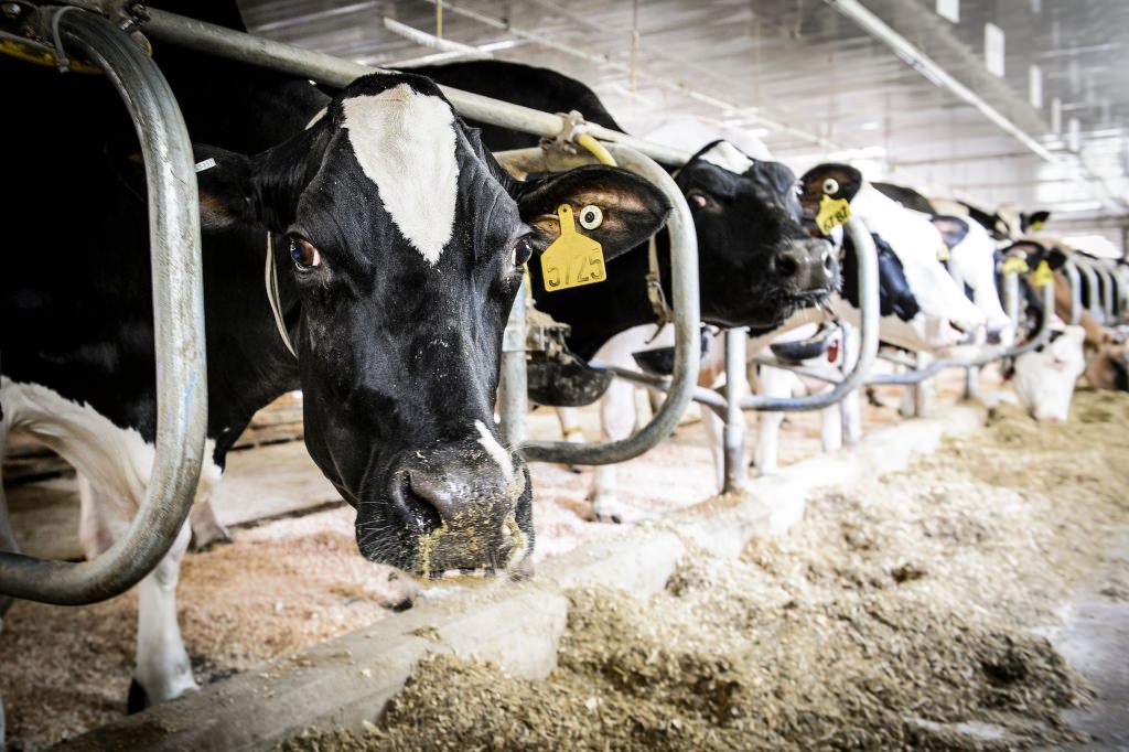 Photo: Dairy cattle in barn