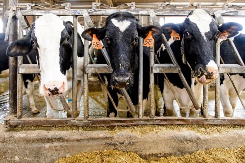 Dairy cows are pictured on UW alumnus Mitch Bruenig's farm near Roxbury, Wisconsin, during a visit by Heather White, assistant professor of dairy science at UW–Madison.