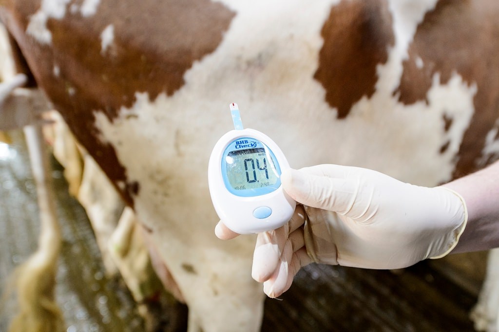 simpler-detection-for-ketosis-helps-support-state-dairies