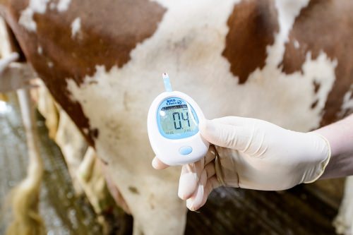 A result of a blood sample from dairy cows, used to detect ketosis. 