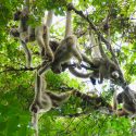 A group of gray-brown monkeys hang from tree branches.