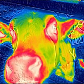 A decrease in eye temperature can indicate stress to a cow’s nervous system, giving researchers the opportunity to monitor the animal’s well being. This thermal image was taken as part of a research project on calves’ responses to a horn-removal procedure common to dairy cattle. Kyle Karlen, veterinary medical student | thermal camera
