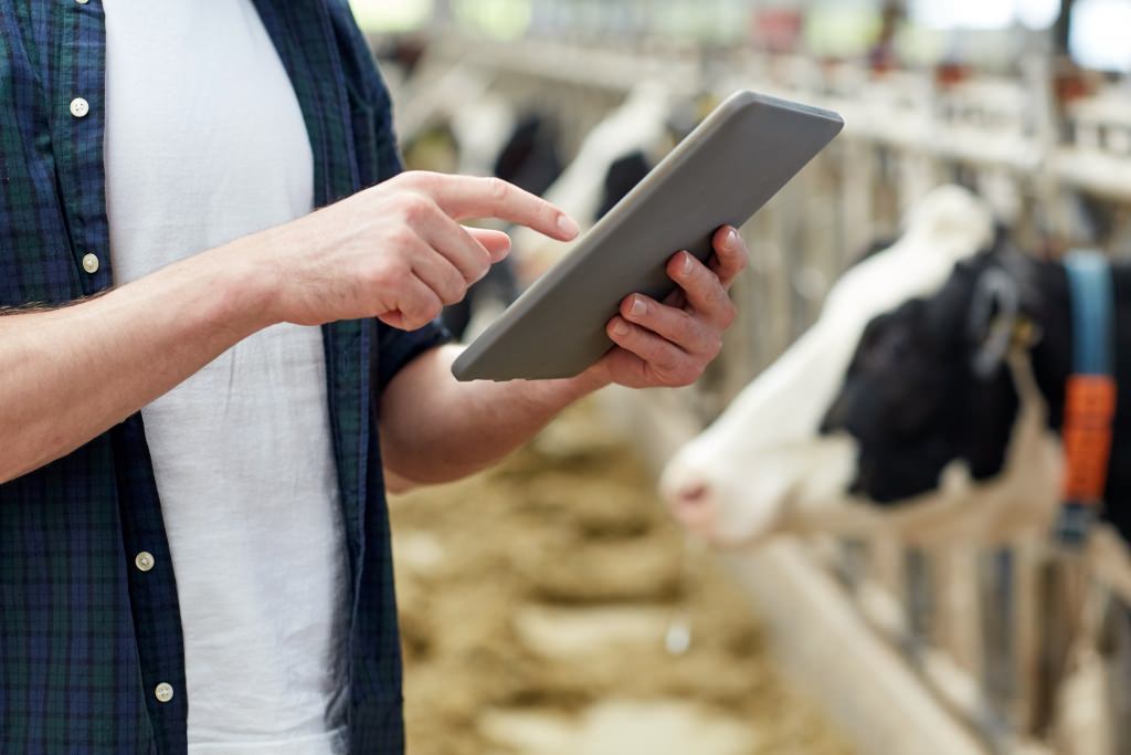 Photo: Man with tablet computer by cows
