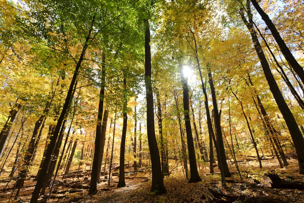 Photo: Wingra Woods in fall