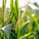 Corn tassels and leaves are backlit by the sun. A new study closely followed public opinion on  genetically modified crops following the release of a consensus report.