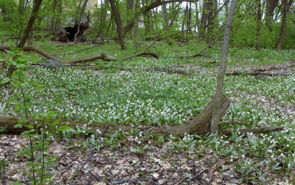 Trout lilies demonstrate strength in numbers on the hillside, which has benefited from ecological restoration to suppress exotic trees and shrubs that dominate so many untended woodlands in the Midwest.