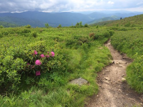 Photo: Wildflowers at the Black Balsam Knob in western North Carolina outside Asheville.
