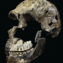 Photo: Homo naledi skull